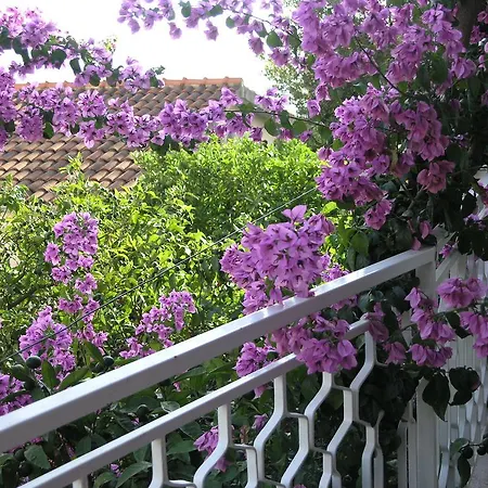 Dobrila Apartamento Podgora (Split-Dalmatia)